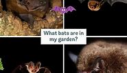 UK bats: a guide to bats in your garden