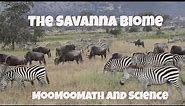 Savanna Grassland Biome Facts