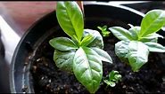 Growing Arabica Coffee from Coffee Beans | How to Plant Coffee