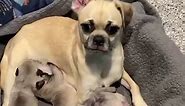 Pink was relinquished to a shelter while pregnant. Two weeks later she blessed us with 8 gorgeous pups. Get in your apps!!!! | Pug Nation Rescue of Los Angeles