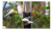 Bird Diseases at Feeders - How to Prevent Them