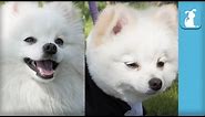 Fluffy Pomeranian Gets Boo Haircut - The Beauty of Pets