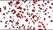 Falling Flowers Animation-Roses White Screen Background