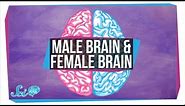 Are There "Male" and "Female" Brains?