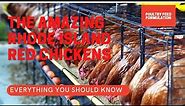 Rhode Island Red Chickens, What You Need to Know (HD Quality)