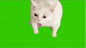 White Cat throwing up green screen #meme
