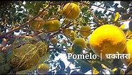 Grow Pomelo plants | Chakotra from air layering & its care