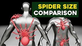 Spiders and Tarantulas Size Comparison