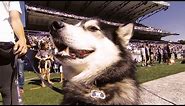 Washington's live mascot Dubs energizes Husky fans