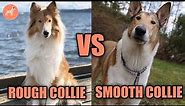 Rough vs Smooth Collie: Guide to Choose the Right Dog