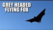 Grey Headed Flying Fox Facts: the Australian FRUIT BAT 🦇