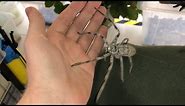 Giant Huntsman Spider from Australia