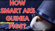 Are Guinea Pigs Smart? 🧠 Everything You Need to Know About Guinea Pig Intelligence!