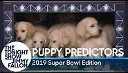 Puppies Predict the Winner of Super Bowl LIII