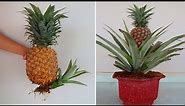 How to grow pineapple tree from pineapple fruit In Containers