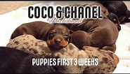 Miniature Dachshund Puppies - First 3 weeks