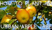 How to plant an Urban Apple Tree | in a Container