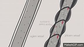 Xylem and Phloem - Transport in Plants | Biology for All | FuseSchool on Make a GIF