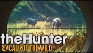 Rare Cinnamon Black Bear Hunting! - TheHunter: Call of the Wild Gameplay