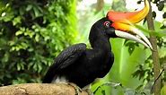 Top 8 Wacky Bird Beaks | Amazing animals