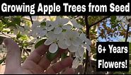 Growing Apple Trees from Seed - 6 Years Old