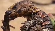 Armadillo Lizard | The Living Dragon #armadillo #reptile #animal #animallife #wildlife #documentary #knowledge #foryou | Nature Lens