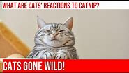 Cats Going Crazy Over Catnip: Hilarious Reactions!