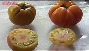 ⟹ Pineapple Tomato | Solanum lycopersicum | Tomato Review