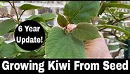 How To Grow a Kiwi Tree or Vine from Seed - 6 Year Update
