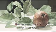 Rotten Apples Return to Harvard's Glass Flowers exhibition