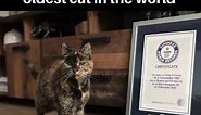 Guinness Book of Records names 26-year-old cat oldest cat in the world