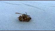 Wasp cuts bee in half