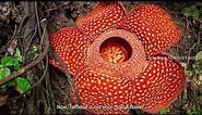 World's Largest Flower: Rafflesia