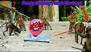Balloon boom Prank Monkeys By Monkey Funny Funny