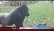VIRAL: Video shows gorilla break window at Omaha's Henry Doorly Zoo