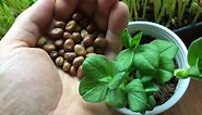 How to Grow Fava Bean Microgreens - Fava Bean Shoots