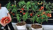 The easiest way | grow tomatoes in bags for many fruits