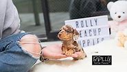 Teacup Dauchund!! So ADORABLE :D Hersey - Rolly Teacup Puppies