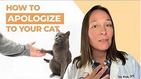 How to Apologize to Your Cat: A Vet's Advice