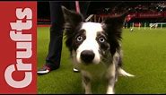 Funniest Moments of Crufts 2012