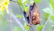 Flying in Plain Sight: The Bats of Central Park