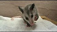 Baby opossum eating a grape