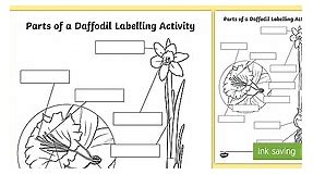 Parts of a Daffodil Labelling Activity