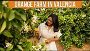 My First Visit To An Orange Farm 🍊|| Valencia, Spain || Video With Subtitles || Infinity Platter