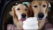 Dog eat dog over a ice cream cone.