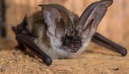 14 Types of Bats In Arkansas! (ID GUIDE)