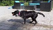 Dog shaking off water in slow motion