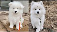 Cute & Funny Samoyeds Video Compilation 4K #3