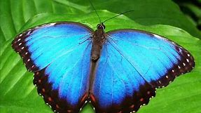 ► 10 Beautiful Butterfly Wallpaper Images / Colorful Butterflies Picture Gallery ◄