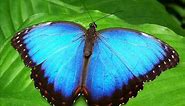 ► 10 Beautiful Butterfly Wallpaper Images / Colorful Butterflies Picture Gallery ◄